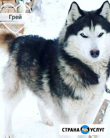 Кобель хаски на вязку Сокол - изображение 1
