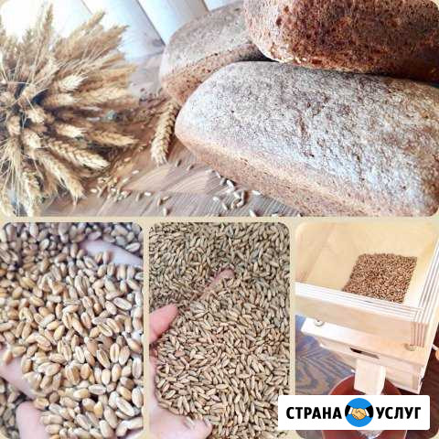 Живая мука Великий Новгород - изображение 1