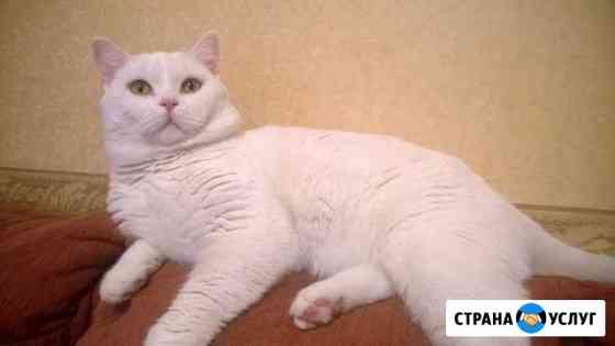 Вязка бесплатно Шахты