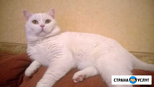 Вязка бесплатно Шахты - изображение 1