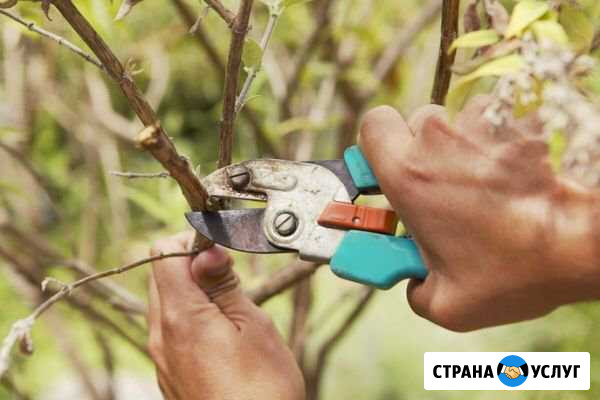 Обрезка деревьев,кустарников и виноградников Саки - изображение 1