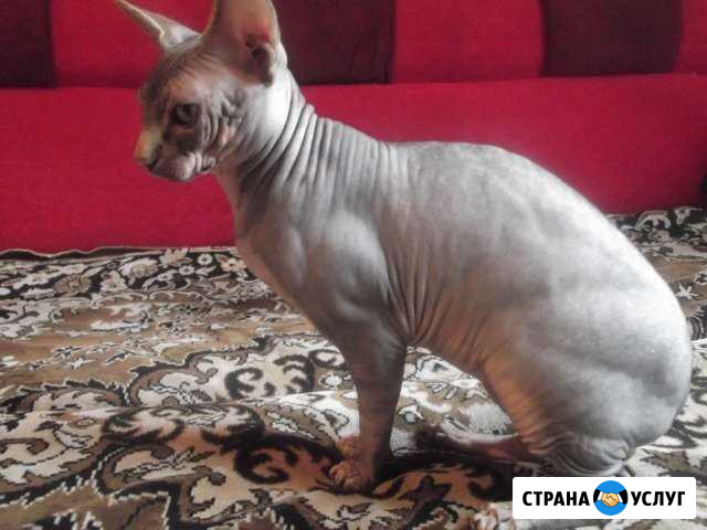 Ищем кошечку Шахты - изображение 1