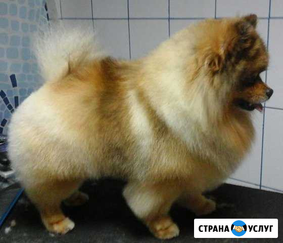Груминг (стрижка собак и кошек) в Дубне и Кимрах Дубна - изображение 1