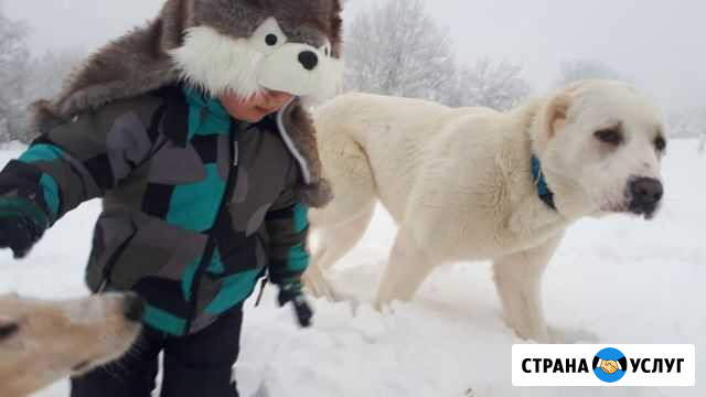 Фото с животными (собаки, лошади, жители фермы) Питкяранта - изображение 1