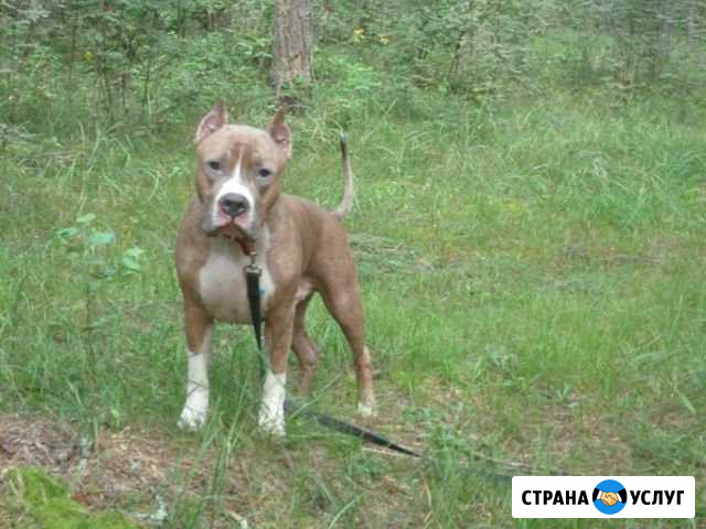 Передержка собак всех пород и кошек Владимир - изображение 1