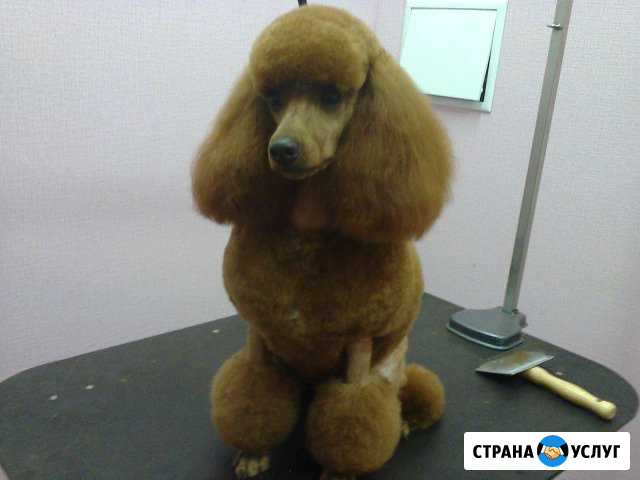 Стрижка собак и кошек (фпк) Кемерово - изображение 1