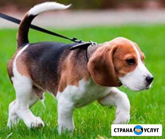 Выгул собак Валуйки - изображение 1