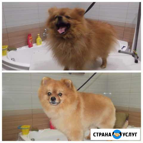 Стрижка собак и кошек. Груминг Старый Оскол - изображение 1