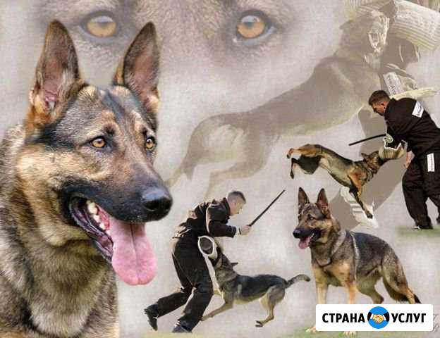 Дрессировка собак Дзержинск - изображение 1