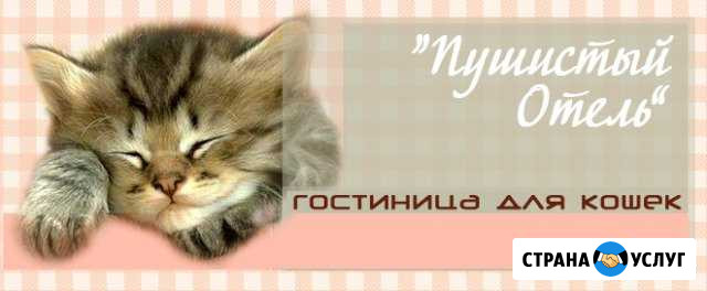 Гостиница для кошек Рубцовск - изображение 1