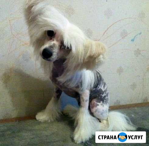 Груминг/тримминг собак Никольское - изображение 1