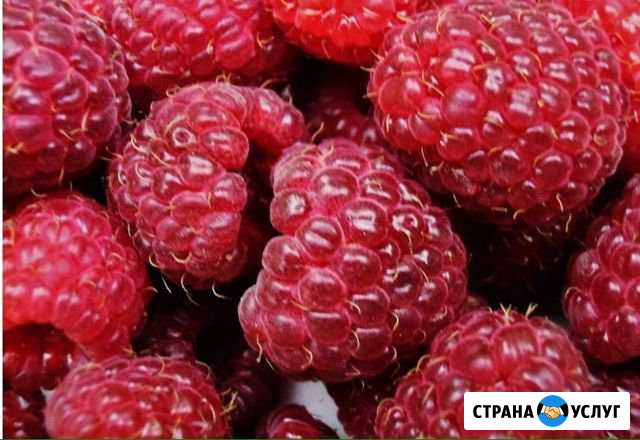 Свежая малина Нарткала - изображение 1