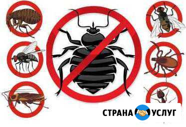 Уничтожение насекомых и грызунов в Новосибирске Новосибирск - изображение 1