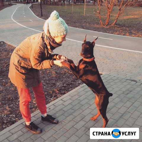 Выгул передержка собак Москва - изображение 1