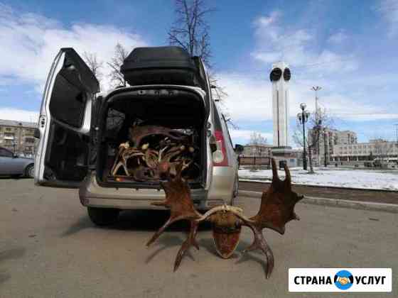 Рога лося,оленя Магнитогорск