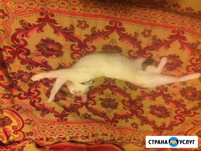 Передержка домашних питомцев(кошек, грызунов,птиц) Пенза - изображение 1