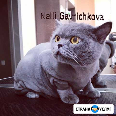 Стрижка собак и кошек Красноярск - изображение 1