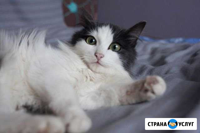 Передержка для кошечек Томск - изображение 1