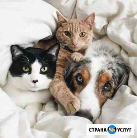 Передержка животных Краснодар