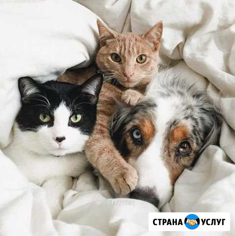 Передержка животных Краснодар - изображение 1