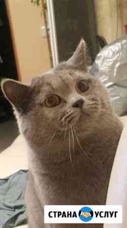 Вязка кота Санкт-Петербург