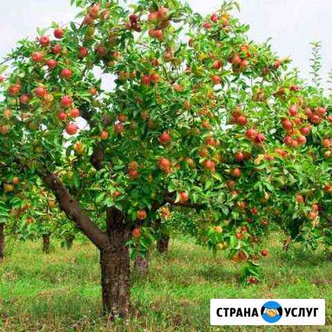 Обрезка и опрыскивание плодовых деревьев Курск
