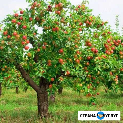 Обрезка и опрыскивание плодовых деревьев Курск - изображение 1