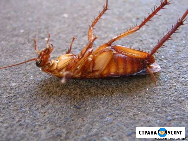 Уничтожение тараканов, клопов, блох и грызунов Хабаровск - изображение 1