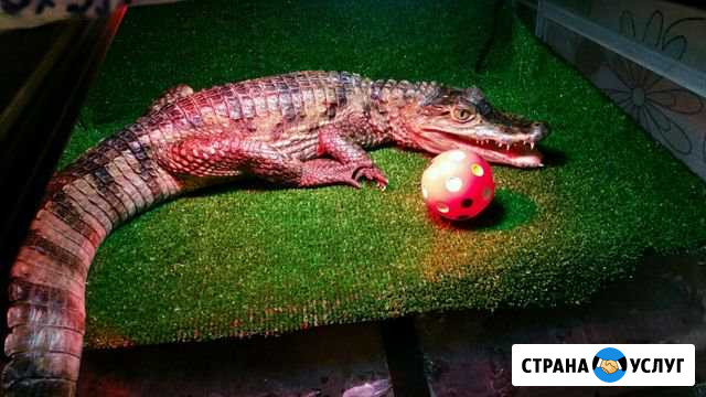 Передержка животных. Рептилии,пауки Москва - изображение 1