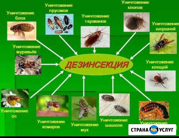 Уничтожение тараканов,клопов, муравьев,ос,кротов Казань - изображение 1