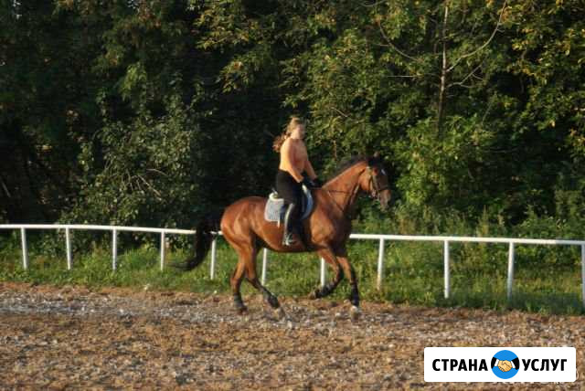 Верховая езда для начинающих, обучение Некрасовский - изображение 1