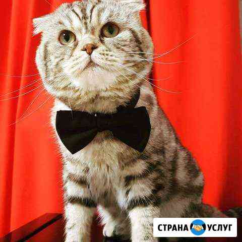 Вязка с котом Реутов