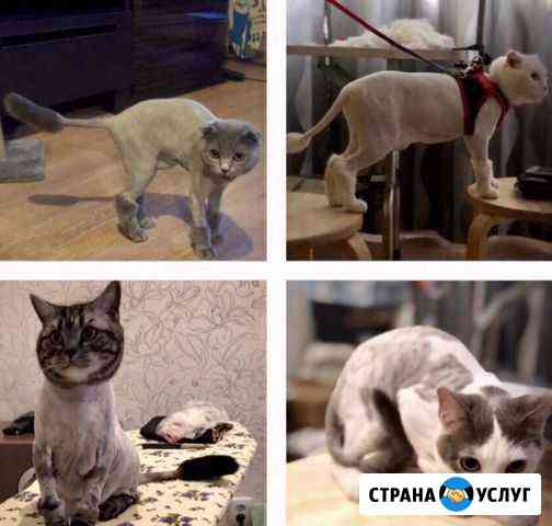 Стрижка собак и кошек с выездом к вам и у меня Москва