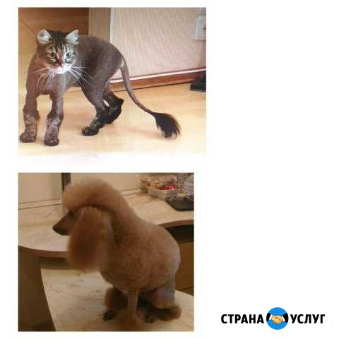 Стрижка собак и кошек в Москве Москва - изображение 1
