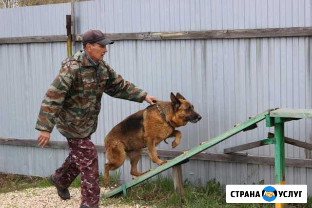 Дрессировка собак Рубцовск - изображение 1