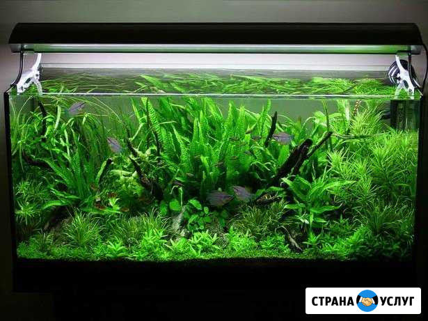 Уход за аквариумами Иваново - изображение 1