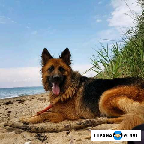 Ветеринарный врач 24/7 по Крыму Симферополь - изображение 1