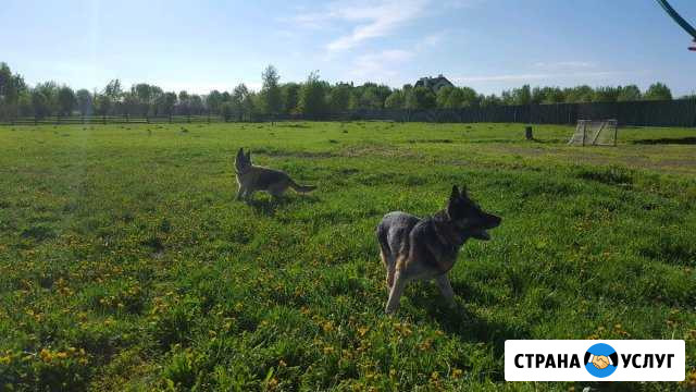 Передержка собак Снегири - изображение 1