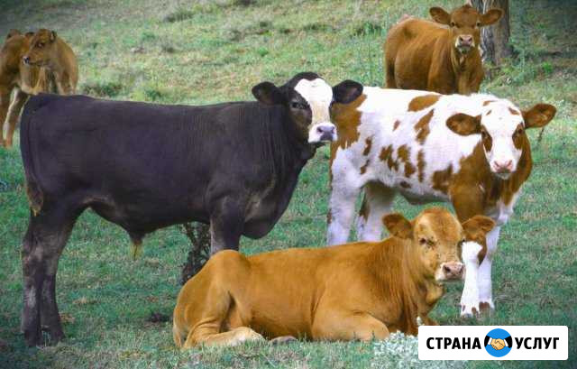 Коров быков свиней и вынужденный забой Курган - изображение 1