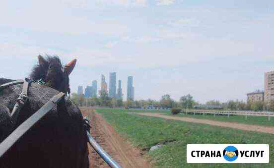 Подготовка лошадей: скачки, бега(рысь, иноходь), к Черкесск