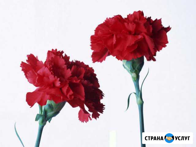 Ритуал Мичуринск - изображение 1
