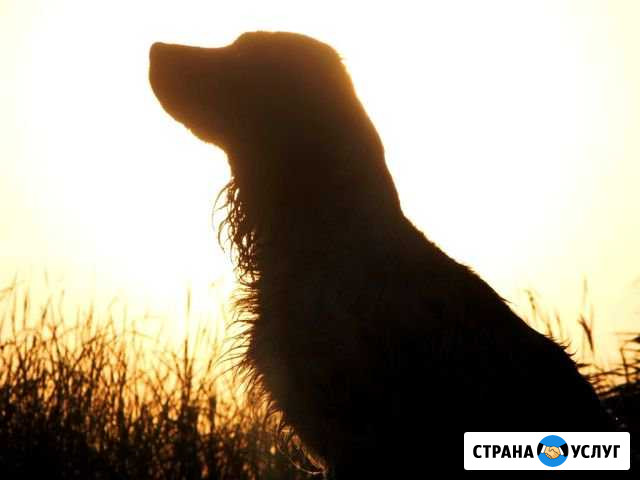 Дрессировка собак Новочебоксарск - изображение 1
