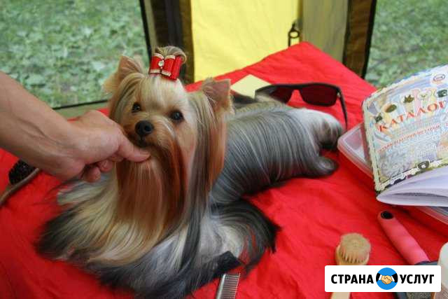 Стрижка собак Пермь - изображение 1