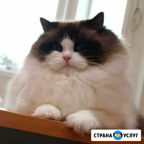 Кастрация и стерелизация кошек и котов Балаково - изображение 1
