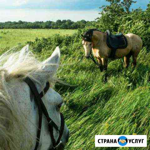 Постой для лошадей Краснодар