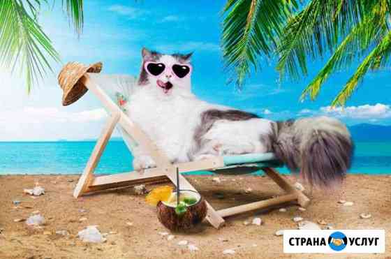 Передержка кошек в спб Санкт-Петербург