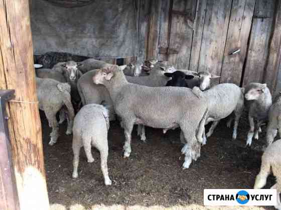 Продам овец Мелеуз