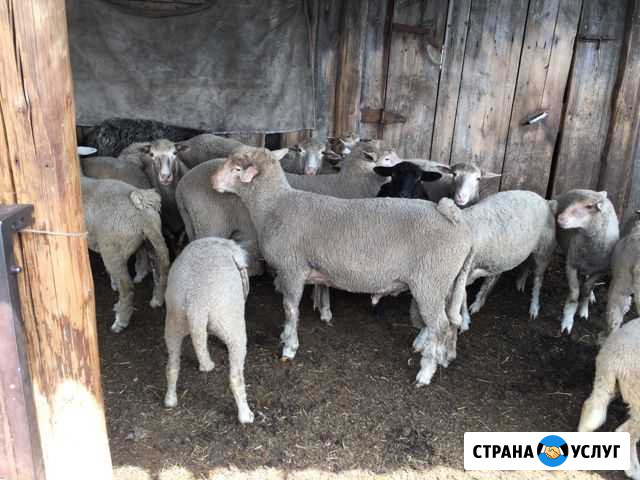 Продам овец Мелеуз - изображение 1