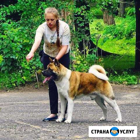 Дрессировка собак, подготовка к выставкам Севастополь - изображение 1