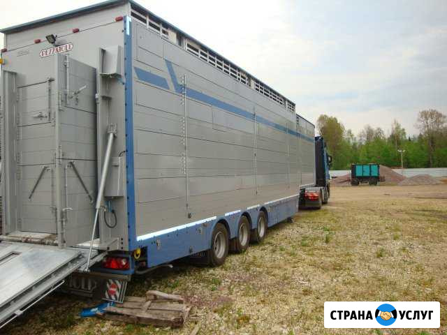 Скотовозы Тосно - изображение 1